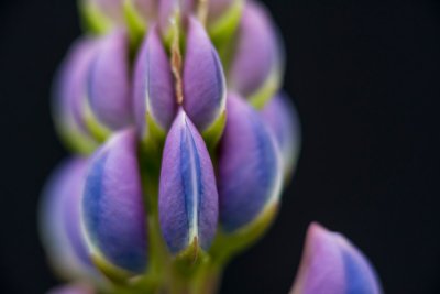 Waarom iedereen nu lupines in de tuin plant